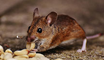 24 Hour & Emergency Exterminators in Fresno City Utilities, CA